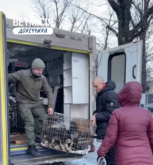 Ветеринарна місія UAnimals допомагала тваринам у Добропіллі