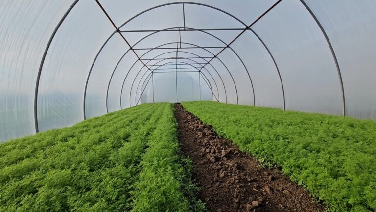 У Тягинській громаді, що на Херсонщині, за підтримки благодійників встановили 40 теплиць для переселенців